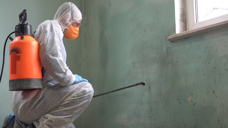 Why You Should Choose Our Mold Remediation Services in Hammond, IN